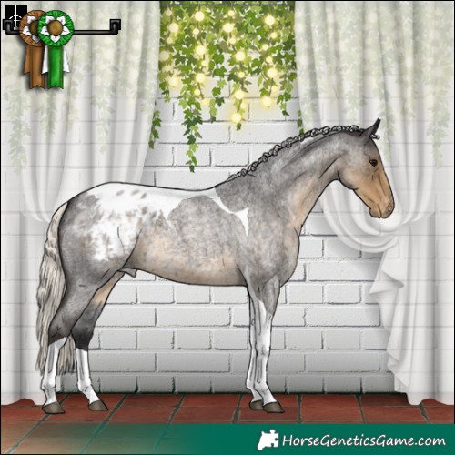 Horse Color:Silver Smoky Blue Roan Tobiano Appaloosa 