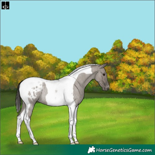 Horse Color:Grullo Roan Tobiano Appaloosa Rabicano
