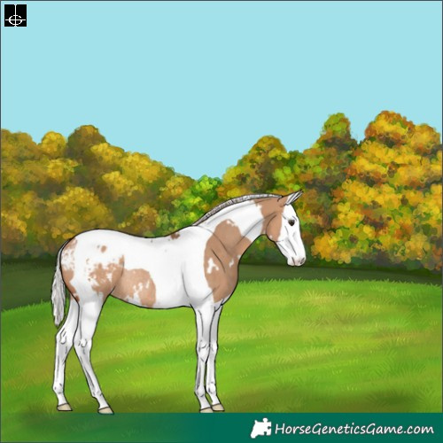 Horse Color:White Spotted Silver Brown Dun Splash Tobiano Appaloosa Rabicano