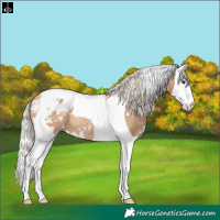 Horse Color:White Spotted Silver Brown Dun Splash Tobiano Appaloosa Rabicano