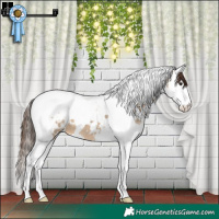 Horse Color:White Spotted Brown Dun Splash Tobiano Appaloosa 