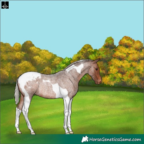 Horse Color:Silver Brown Roan Tobiano Blanket Rabicano 