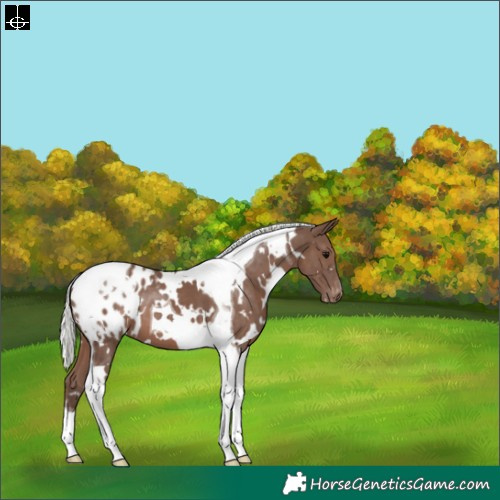 Horse Color:White Spotted Silver Black Tobiano Appaloosa 