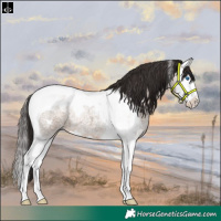 Horse Color:Brown Roan Dun Splash Tobiano Blanket 
