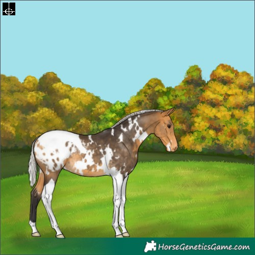 Horse Color:White Spotted Silver Buckskin Tobiano Blanket Rabicano 