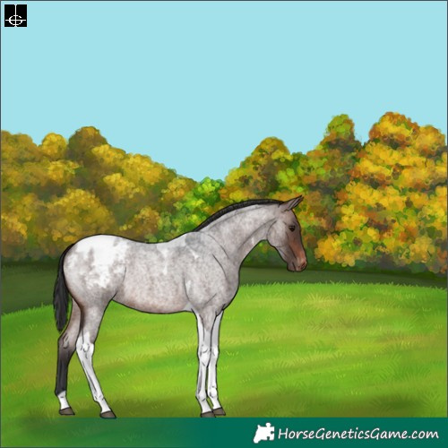 Horse Color:Brown Roan Tobiano Appaloosa Rabicano 