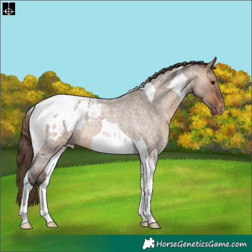 Horse Color:Brown Roan Dun Tobiano Blanket 