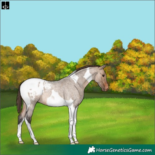 Horse Color:Brown Roan Dun Tobiano Appaloosa 