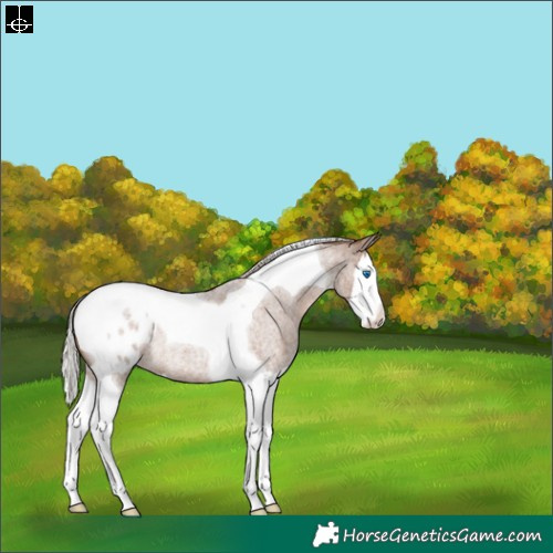 Horse Color:Silver Blue Roan Splash Tobiano Appaloosa Rabicano 