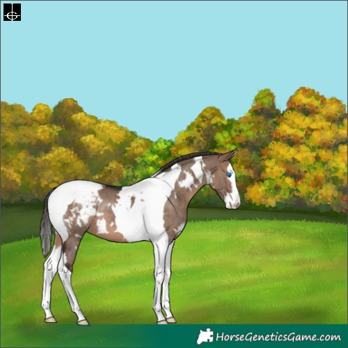 Horse Color:White Spotted Brown Dun Splash Tobiano Appaloosa 