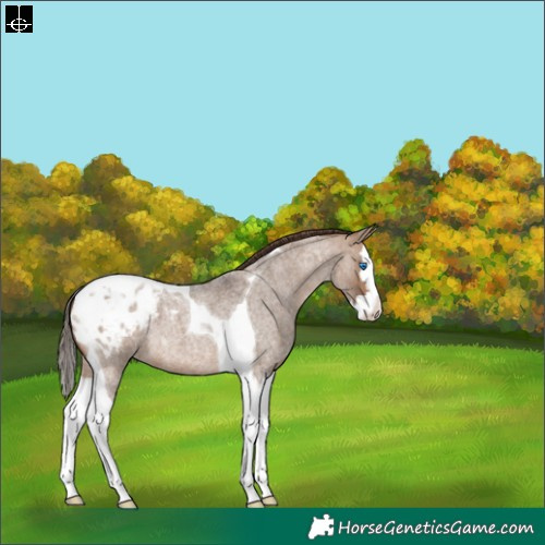 Horse Color:Brown Roan Dun Splash Tobiano Appaloosa 