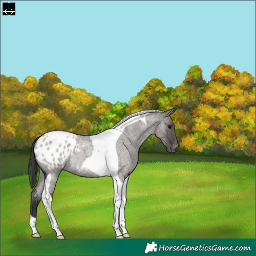 Horse Color:Grullo Roan Tobiano Appaloosa Rabicano