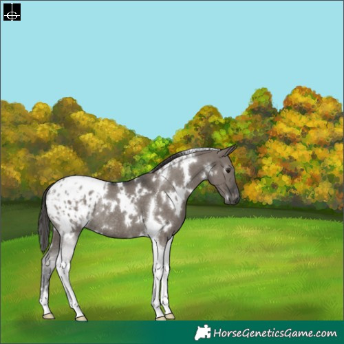 Horse Color:Gray White Spotted Smoky Grullo Tobiano Appaloosa Rabicano 
