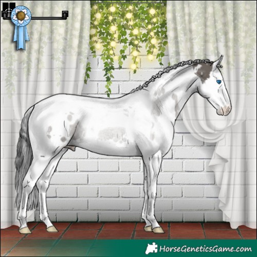 Horse Color:White Spotted Grullo Splash Tobiano Rabicano 