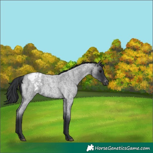 Horse Color:Blue Roan Appaloosa Rabicano 