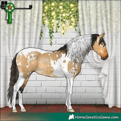 Horse Color:Gray White Spotted Buckskin Dun Tobiano Rabicano