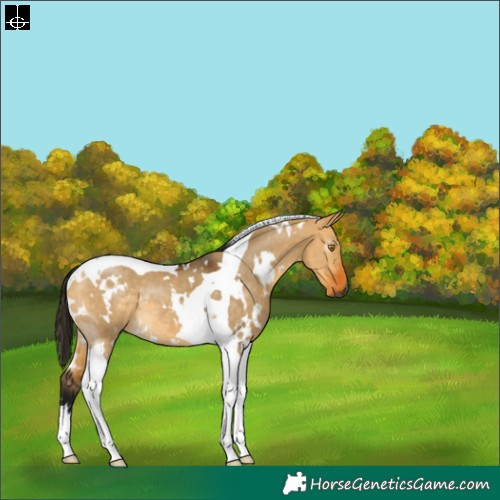 Horse Color:Gray White Spotted Buckskin Dun Tobiano Rabicano 