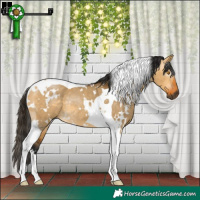 Horse Color:Gray White Spotted Buckskin Dun Tobiano Rabicano