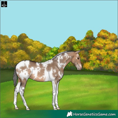 Horse Color:White Spotted Bay Dun Tobiano Rabicano