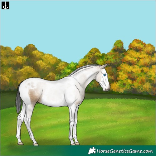 Horse Color:Gray Brown Dun Splash Tobiano Rabicano 