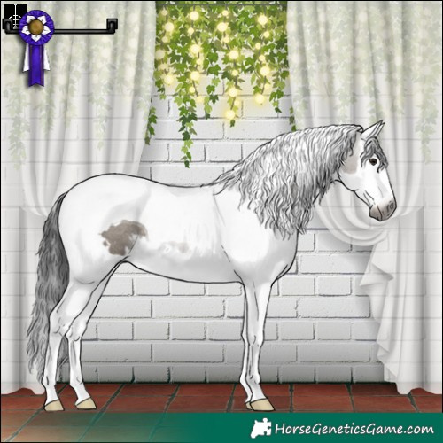 Horse Color:Gray White Spotted Smoky Grullo Splash Tobiano Rabicano