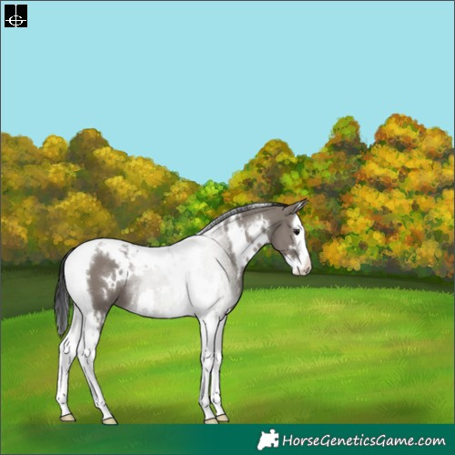 Horse Color:White Spotted Grullo Splash Tobiano 