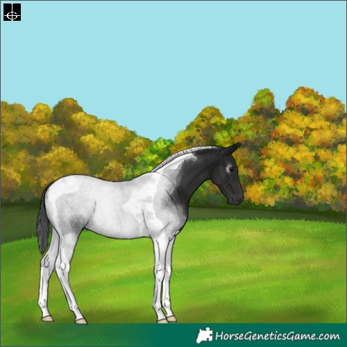 Horse Color:Gray Black Tobiano 