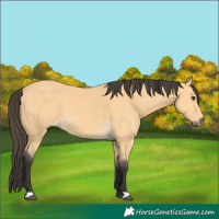 Horse Color:Buckskin