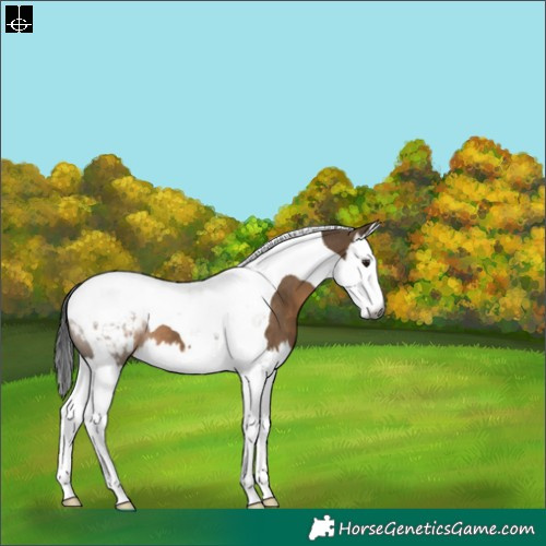 Horse Color:Gray Brown Dun Splash Tobiano Appaloosa 