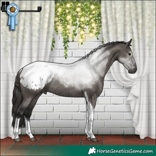 Horse Color:Gray Smoky Grullo Tobiano Appaloosa Rabicano 