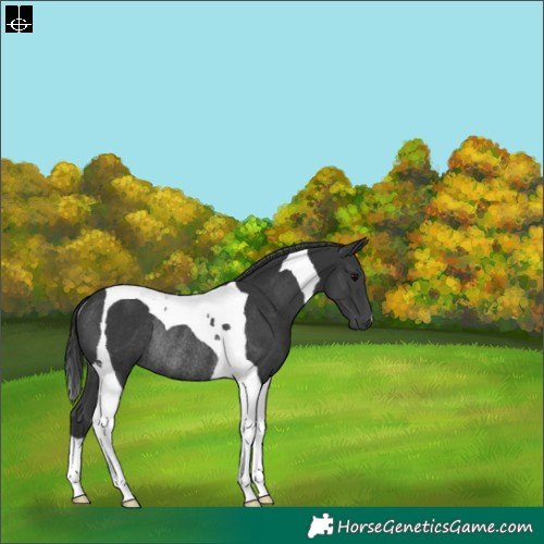 Horse Color:Black Tobiano Rabicano 