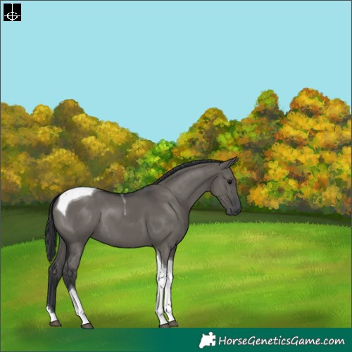 Horse Color:Grullo Tobiano 