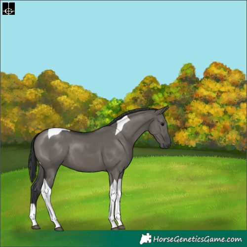 Horse Color:Grullo Tobiano 
