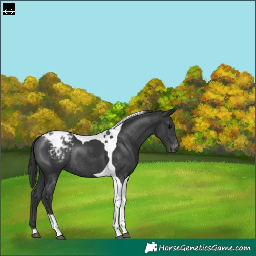 Horse Color:Black Tobiano Appaloosa Rabicano 
