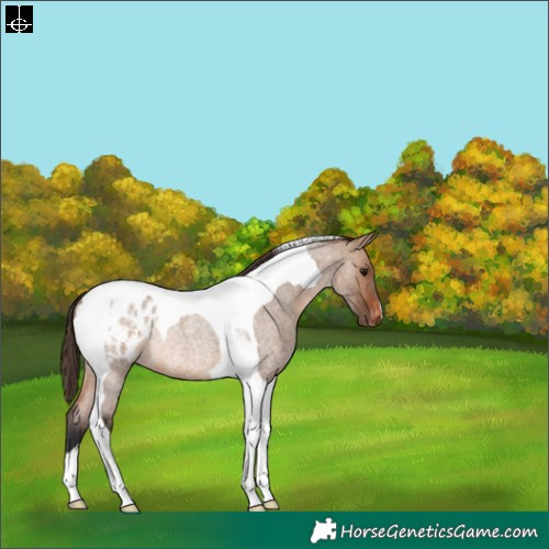 Horse Color:Brown Roan Dun Tobiano Varnish Rabicano 