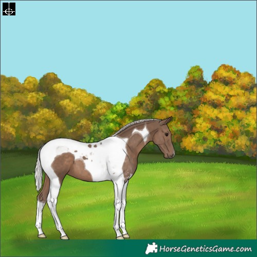 Horse Color:Silver Black Tobiano 