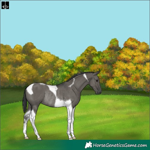 Horse Color:Grullo Tobiano Rabicano 