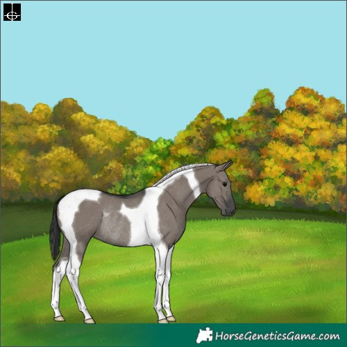 Horse Color:Grullo Tobiano Rabicano 