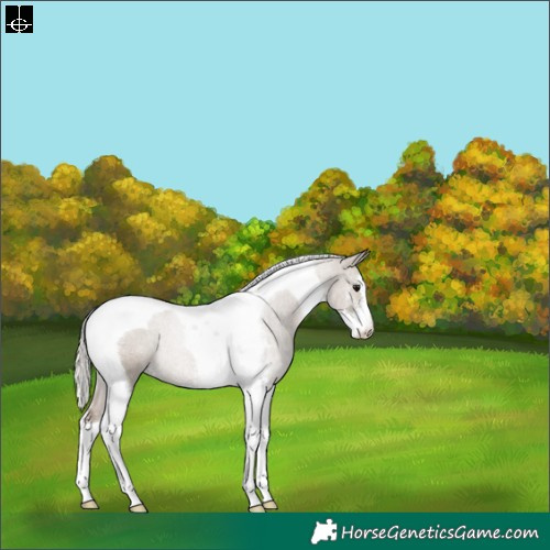 Horse Color:Silver Grullo Sabino Tobiano Rabicano 