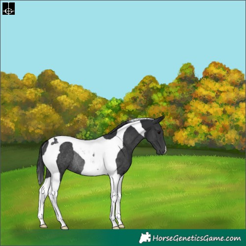 Horse Color:Black Tobiano Rabicano 