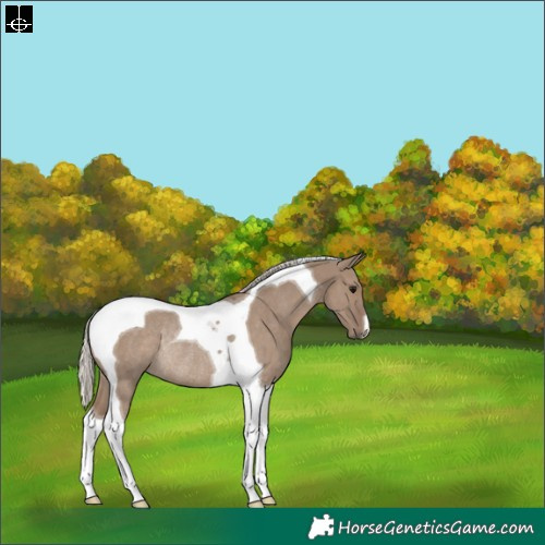 Horse Color:Silver Grullo Tobiano Rabicano 