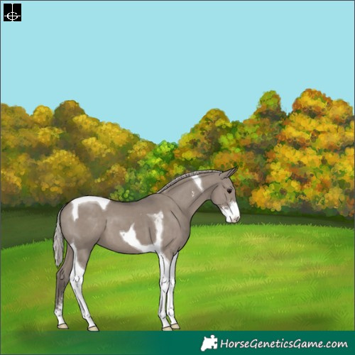 Horse Color:Silver Grullo Sabino Tobiano 