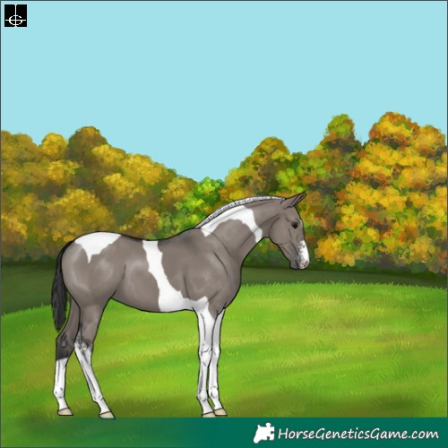 Horse Color:Grullo Sabino Tobiano 