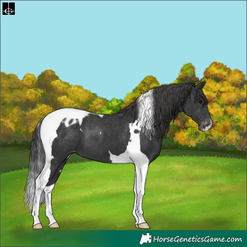 Horse Color:Black Tobiano Appaloosa 