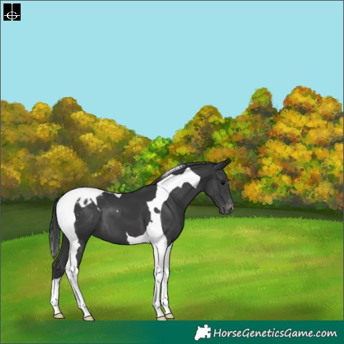 Horse Color:Black Tobiano Appaloosa 