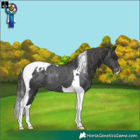 Horse Color:Black Tobiano Appaloosa 