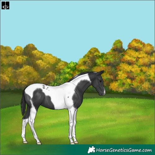 Horse Color:Black Tobiano 