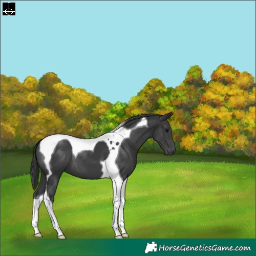 Horse Color:Black Tobiano 
