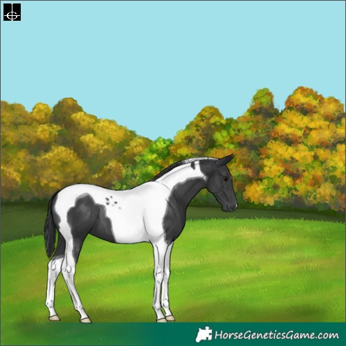 Horse Color:Black Tobiano 