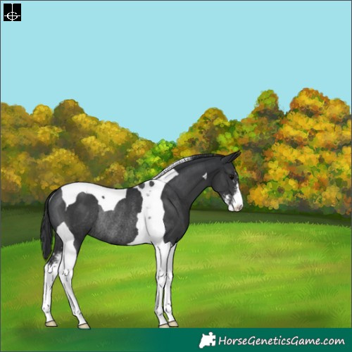 Horse Color:Black Sabino Tobiano Rabicano 